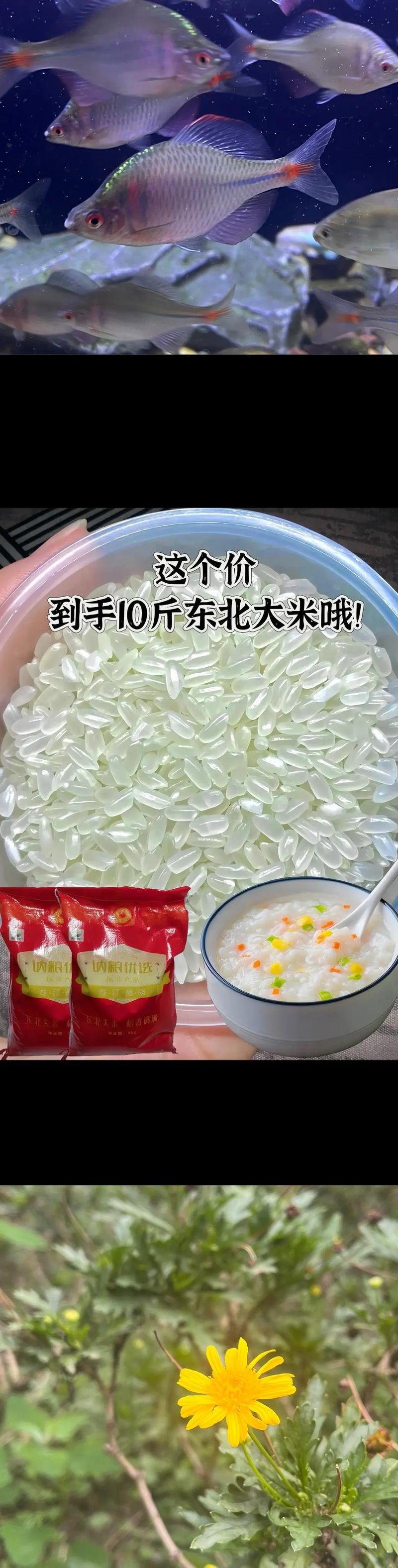 2025新澳正版今晚资料网站和日投放12万吨过期米与过期大米回收多少钱一吨